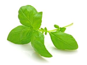 Natural Home Remedy Using Basil and Margosa Leaves